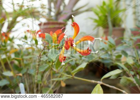 Orange Flowers Of Aeschynanthus Lipstick In The Garden. Summer And Spring Time