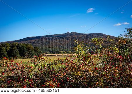 Autumnal Landscape With Sleza Mountain, Poland. Rose Hip Bush In Foreground With Multiple Red Fruits