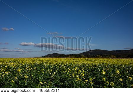 View To Sleza Mountain In Poland. A Countryside Landscape With Yellow Canola Field, Blue Sky With Co