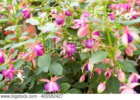 Large Number Of Blooming Pink And White Fuchsia Flowers