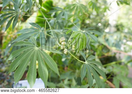 Cassava, Yuca, Mandioa, Manioc, Tapioca ,sampou, ( Manihot Esculenta (l.) Crantz)