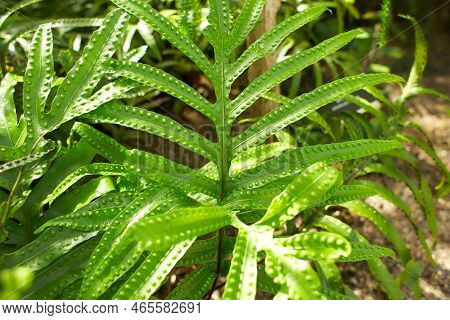 Leafs Of Microsorum Pustulatum Kangaroo Fern Polypodiaceae In The Garden. Summer And Spring Time