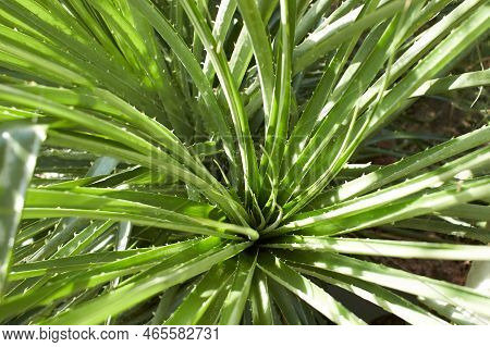 Plant Of Bromeliaceae Puya Venusta In The Garden. Summer And Spring Time