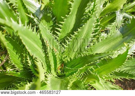 Plant Of Bromeliaceae Puya Venusta In The Garden. Summer And Spring Time