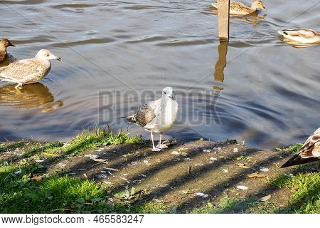 Seagull Stands On Shore By Water And Looks