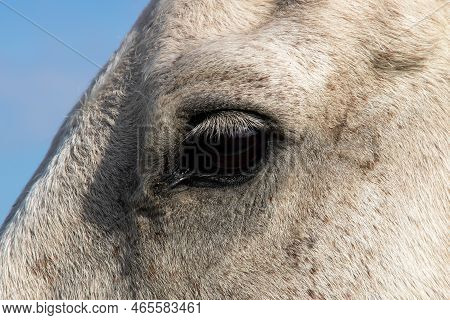 Close Up Of The White Horse's Eye