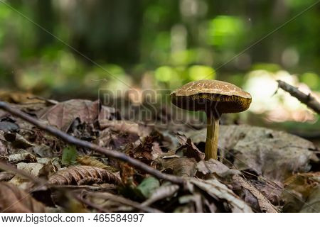 Xerocomellus Chrysenteron, Known As Boletus Chrysenteron Or Xerocomus Chrysenteron - Edible Mushroom