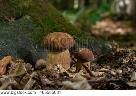 Boletus Edulis Or Cep, Edible Wild Mushroom In A Forest