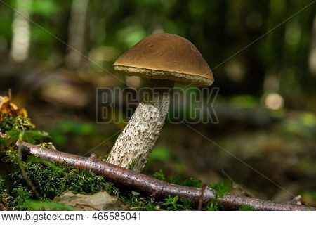 Leccinellum Pseudoscabrum Mushrooms In The Summer. Mushrooms Growing In The Forest