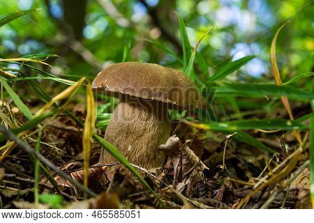 Beautiful Boletus Edulis Mushroom Banner In Amazing Green Moss. Old Magic Forest Mushrooms Backgroun