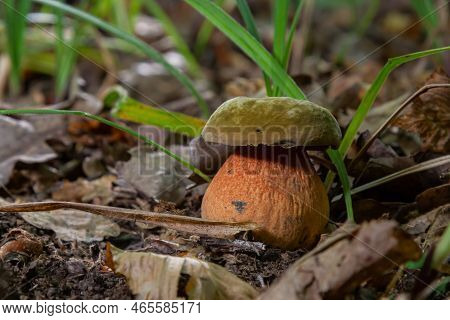 Boletus Erythopus Or Neoboletus Luridiformis Mushroom In The Forest Growing On Green Grass And Wet G