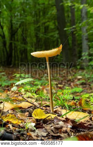 Edible Mushroom Hymenopellis Radicata Or Xerula Radicata On A Mountain Meadow. Known As Deep Root Mu
