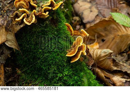 Gloeophyllum Sepiarium Mushroom On The Tree Into The Forest. Rusty Gilled Polypore