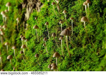 Mushroom Mycena Galopus Grows On Green Moss In The Forest
