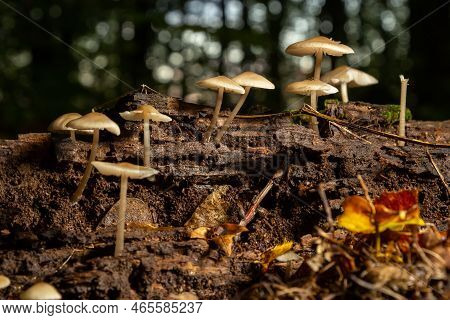 Group Of Mushrooms Of The Species Baeospora Myosura
