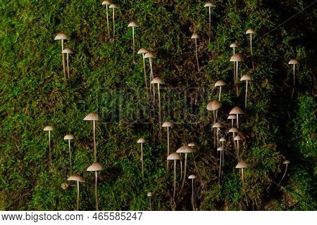 Mushroom Mycena Galopus Grows On Green Moss In The Forest