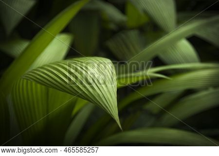 The Texture Of A Beautiful Green Leaf Of Molineria Capitulata Hanging Forward With The Background Of