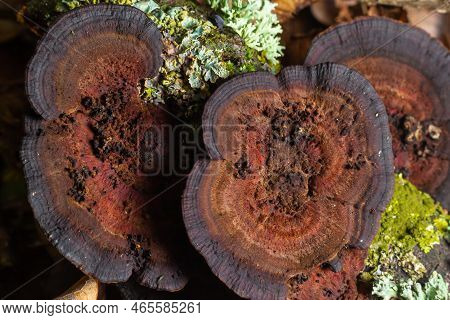 Mushroom Called Daedaleopsis Growing On Sallow Wood In The Forest