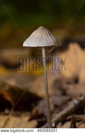 Mushroom Mycena Galopus Grows On Green Moss In The Forest
