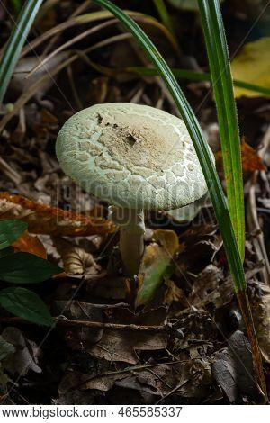A Closeup Of Amanita Citrina, False Death Cap Or Citron Amanita