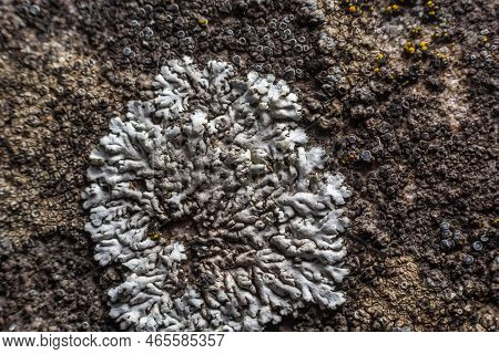 A Stone Background With Textured Surface And Lichen Moss. Pattern Mineral With Rough Structure And L