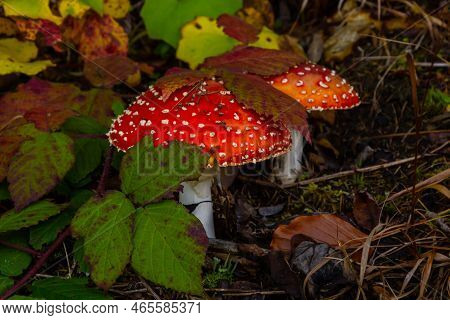 Red Wild Amanita Muscaria Mushroom. A Red Amanita Muscaria Mushroom Growing In The Wild