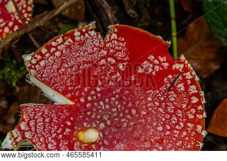 Red Wild Amanita Muscaria Mushroom. A Red Amanita Muscaria Mushroom Growing In The Wild