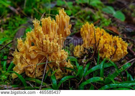 Closeup Of Ramaria Flava, Yellow Coral Mushrooms Growing In The Forest. Wild Mushroom Growing In The