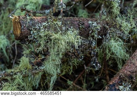 Closeup Of Lichen Usnea Filipendula And A Parasite Plant In A Tree Branch. Photo Taken In The Mornin