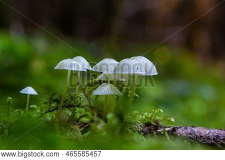 Mycena Epipterygia Between The Moss In The Forest