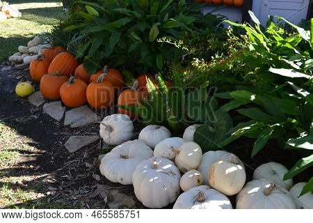 Garden Path With White And Orange Pumpkins
