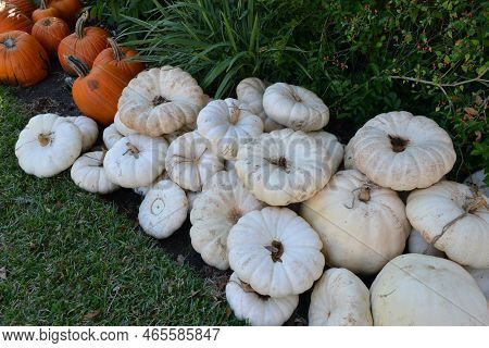 Small Pumpkins On A Patch Of Flowers