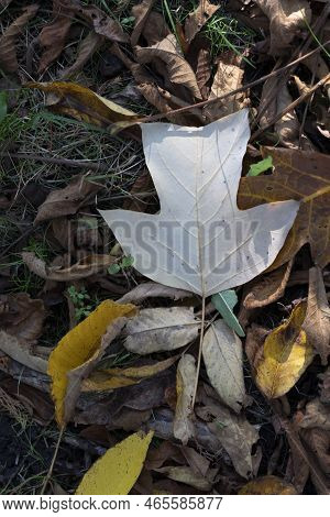 Autumn Leaves Of A Tulip Tree, Under-surface