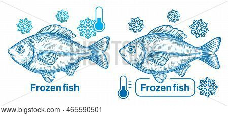Fresh Frozen Fish, Freezing Seafood In Ice, Cold Water Carp In Refrigerator Sketch. Sea Food. Coolin