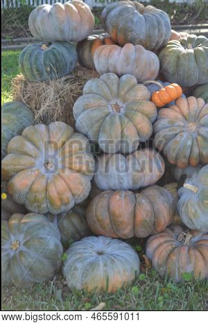 A High Stack Of Gray Jarrahdale Pumpkins In The Garden