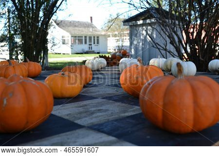 Pumpkins On The Table In The Garden