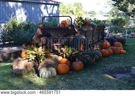 Pumpkins And A Tractor In The Garden