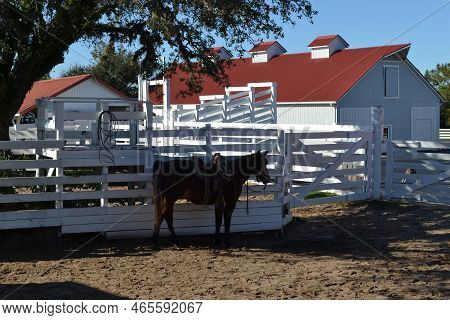 Horse With Full Equipment Is Standing In The Shadow
