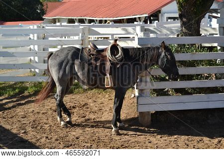 Brown Horse In The Old Ranch, Texas