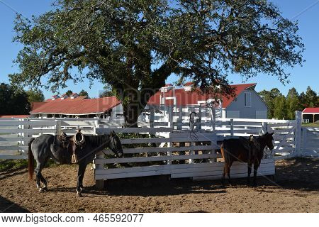 Horses With Saddles Are Ready To Ride, Texas