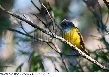 Close Up Of Grey-headed Canary Flycatcher Or Culicicapa Ceylonensis