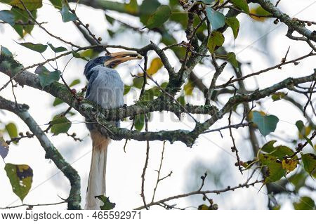 Sri Lanka Grey Hornbill Or Ocyceros Gingalensis