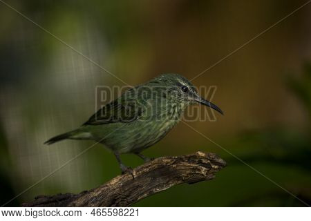 The Red-legged Honeycreeper (cyanerpes Cyaneus) In Zoo, Female .