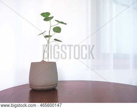Stephania Erecta In Brown Grunge Ceramic Pot On Wooden Table Over White Curtain Nearby Window In Liv