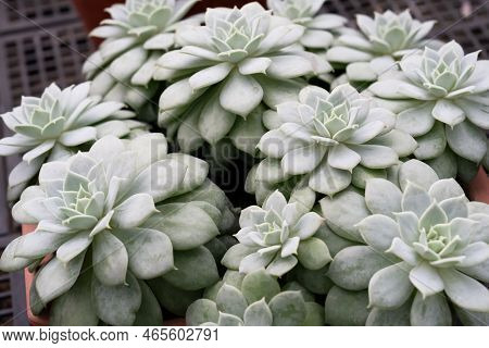 Close Up Of Succulent Cacti Flower Echeveria Fleur Blanc