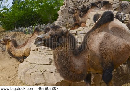 Group Of Camels In Safari Park Outdoors