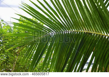 Beautiful Palm Tree In Greenhouse, Closeup View
