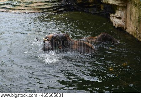 Group Of Elephants Swimming In Pool At Zoo Enclosure