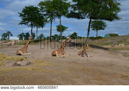 Group Of Giraffes In Safari Park Outdoors
