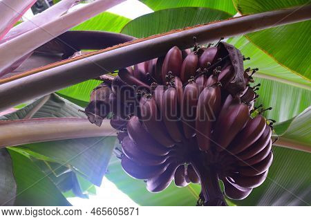 Beautiful Banana Tree With Fruits, Low Angle View
